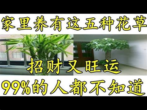 紅竹風水|紅竹風水：哪些人不宜在家擺放？